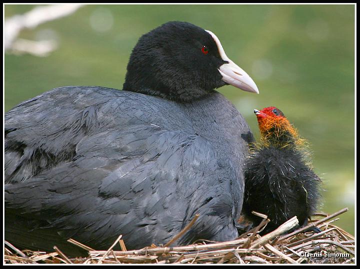 Mère foulque et son poussin